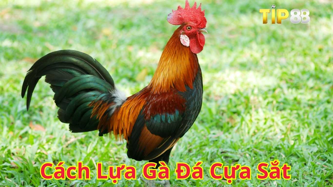 Cách lựa gà đá cựa sắt hay chọn lọc Cách lựa gà đá cựa sắt hay chọn lọc