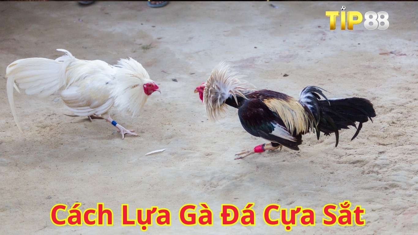 Lý do nên biết cách lựa gà đá cựa sắt Lý do nên biết cách lựa gà đá cựa sắt