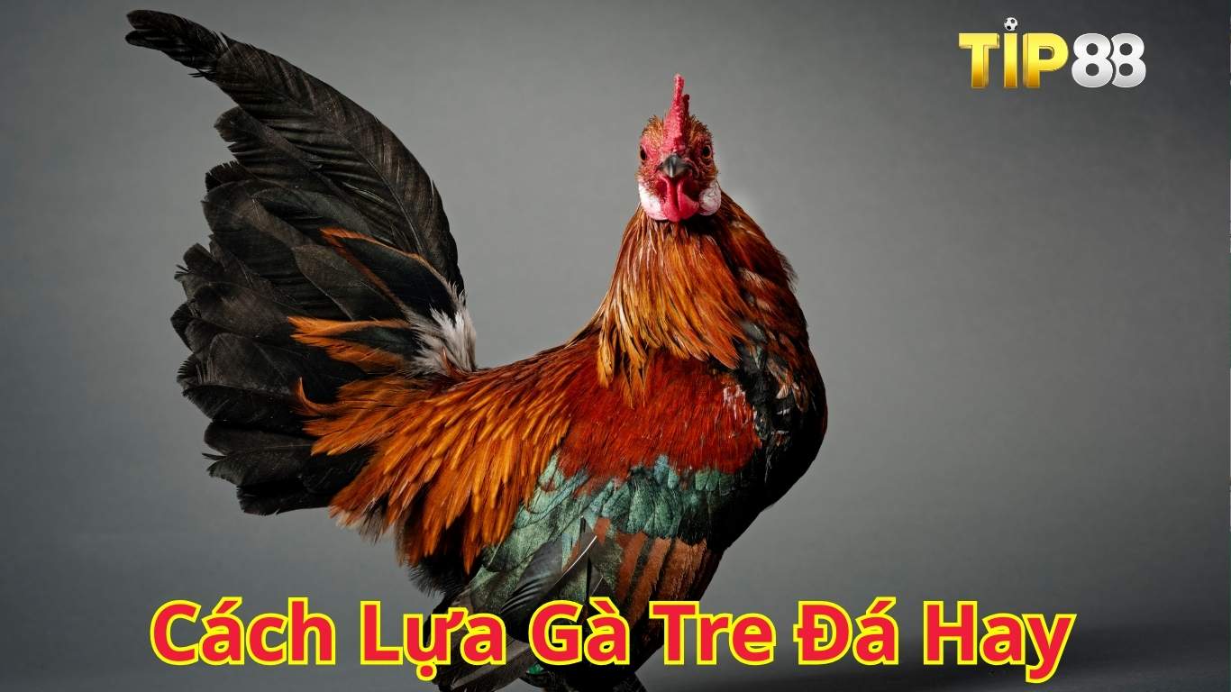 Bật mí cách lựa gà tre đá hay