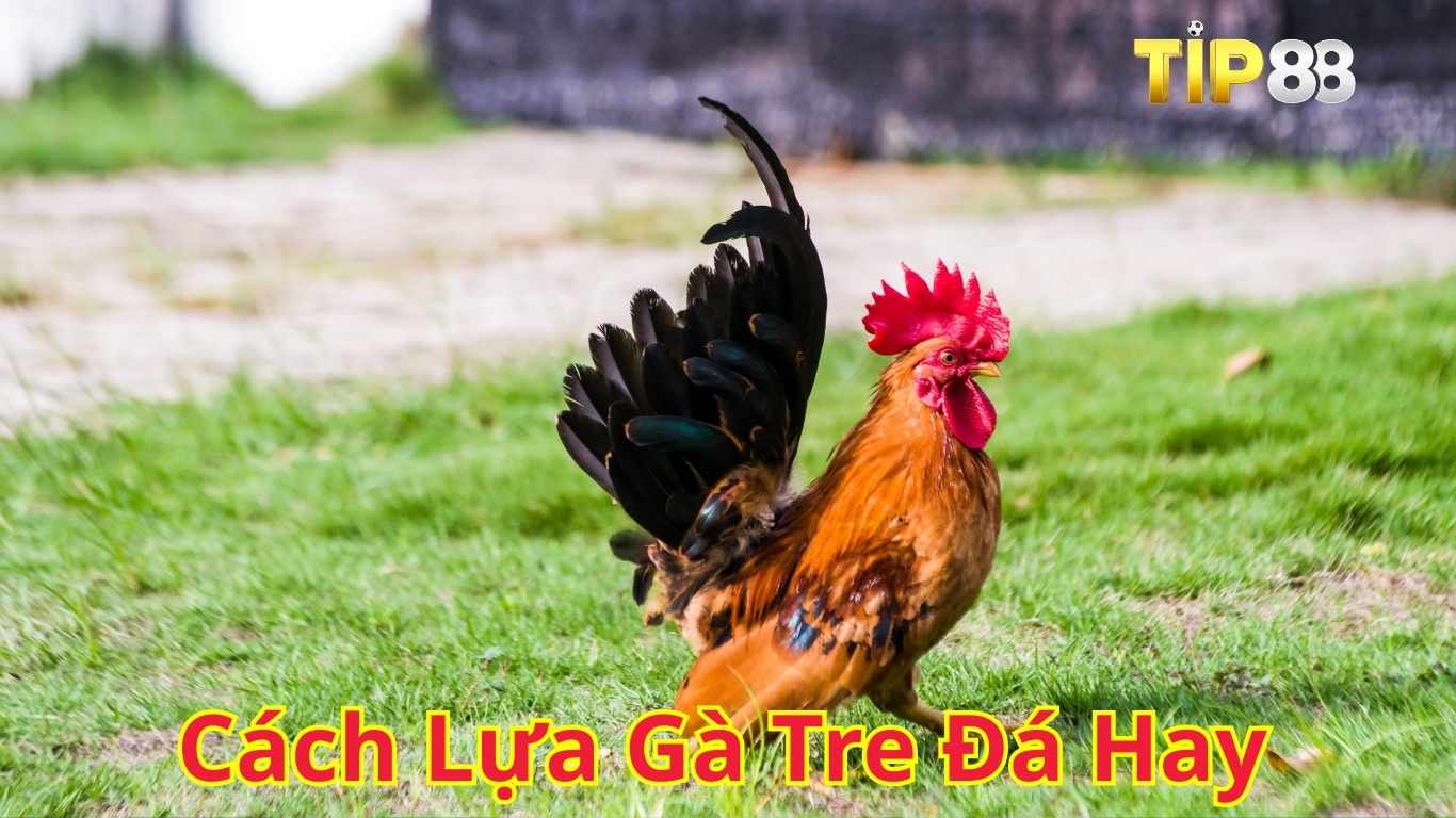 Một số giống gà tre đá hay nổi tiếng