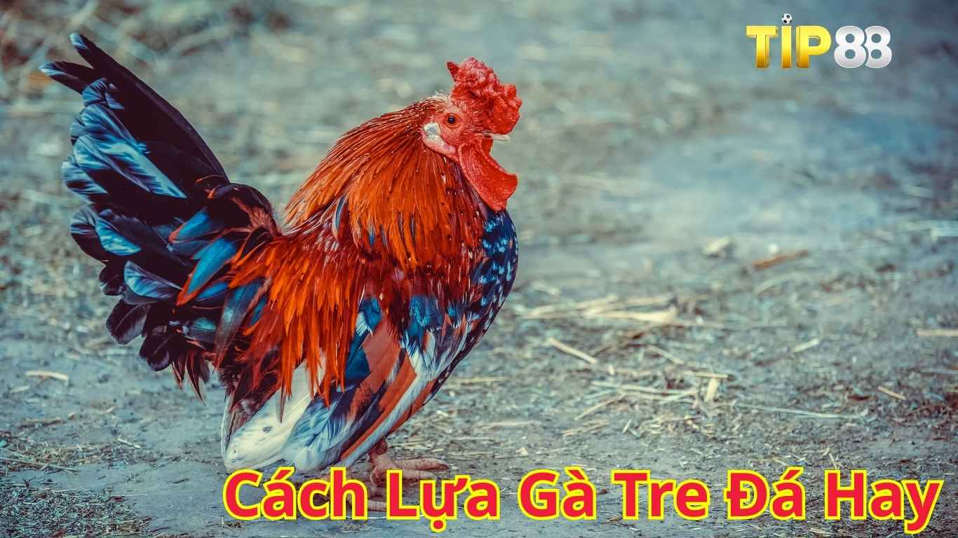 Cách Lựa Gà Tre Đá Hay
